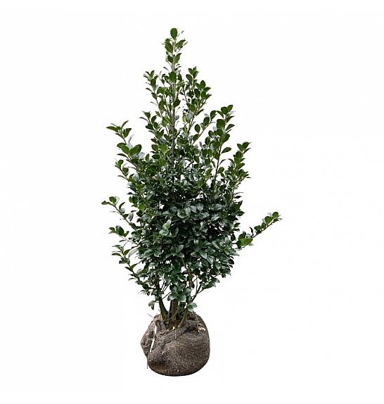 Ilex meserveae Heckenfee PBR bala 100-125 cm