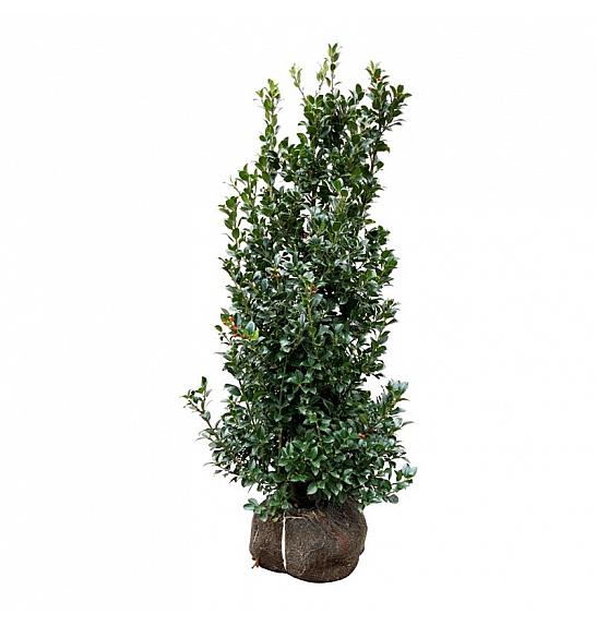Ilex meserveae Heckenfee PBR bala 100-125 cm extra