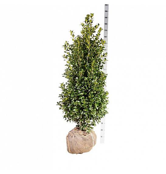 Ilex meserveae Heckenfee PBR bala 125-150 cm extra
