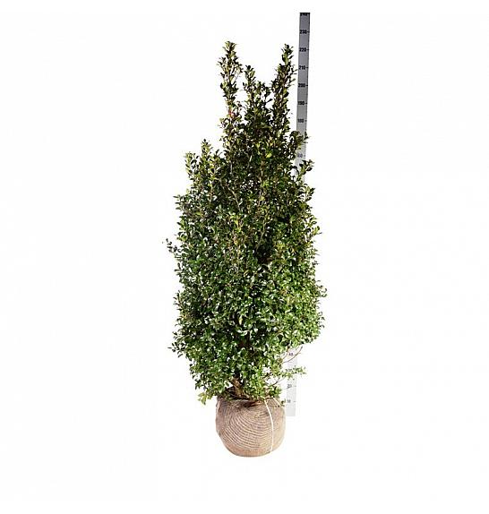 Ilex meserveae Heckenfee PBR bala 150-175 cm extra