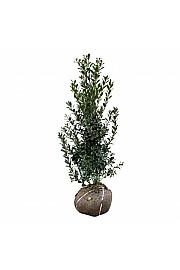 Ilex meserveae Heckenpracht bala 100-125 cm