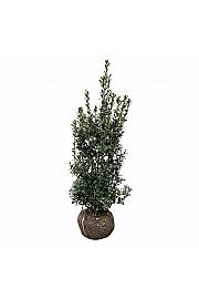 Ilex meserveae Heckenpracht bala 125-150 cm extra