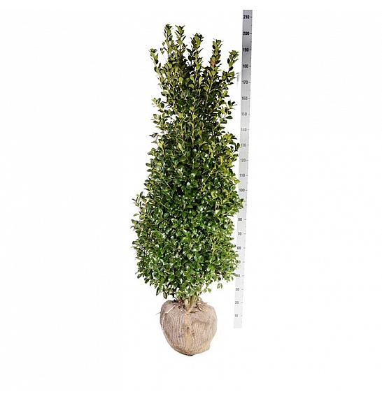 Ilex meserveae Heckenstar PBR bala 150-175 cm extra