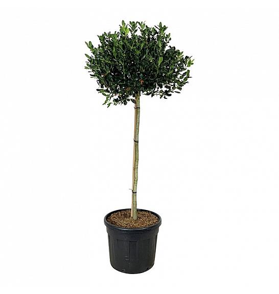 Ilex Nellie R. Stevens C90 Lit. Na steblu 120 cm extra