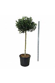 Ilex Nellie R. Stevens C90 Lit. Na steblu 120 cm extra