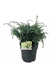 Juniperus chinensis Blue Alps C7 Lit. 30-40 cm