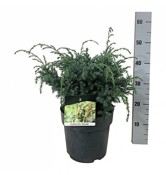 Juniperus chinensis Blue Alps C7 Lit. 30-40 cm