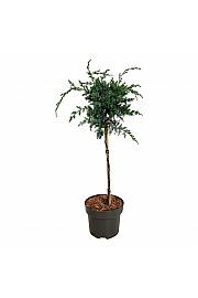 Juniperus chinensis Blue Alps C5 Lit. Na steblu 40 cm