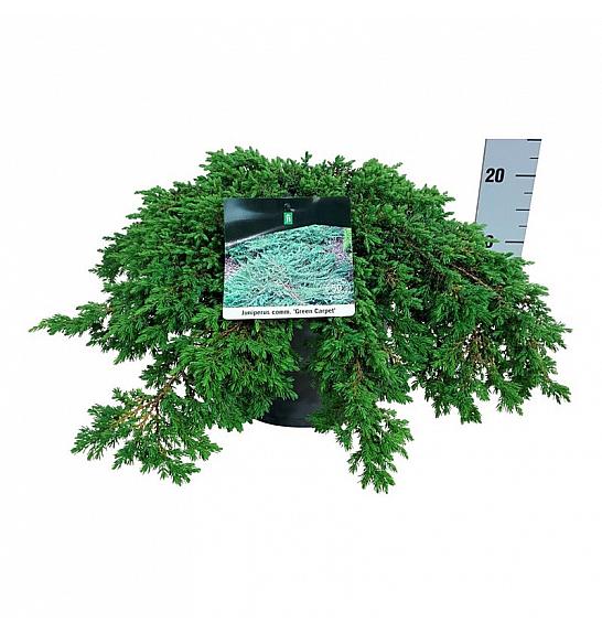 Juniperus communis Green Carpet C7 Lit. 40-50 cm
