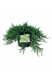 Juniperus communis Greenmantle C7 Lit. 40-50 cm