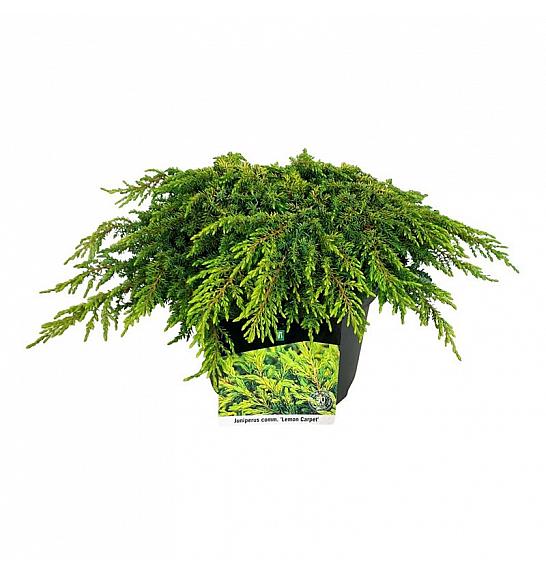Juniperus communis Lemon Carpet C7 Lit. 30-40 cm