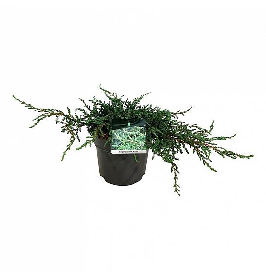 Juniperus communis Ristol C7 Lit. 40-50 cm