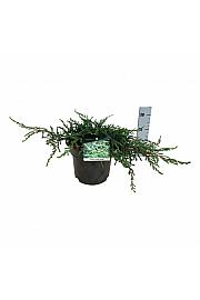 Juniperus communis Ristol C7 Lit. 40-50 cm