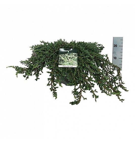 Juniperus communis Ristol C7,5 Lit. 60-80 cm