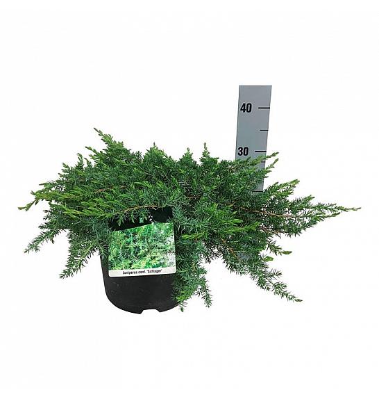 Juniperus conferta Schlager C7 Lit. 30-40 cm