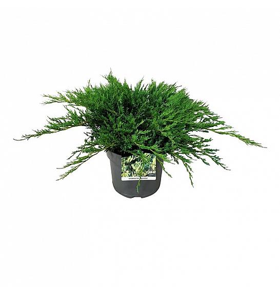 Juniperus horizontalis Agnieszka C7 Lit. 40-50 cm