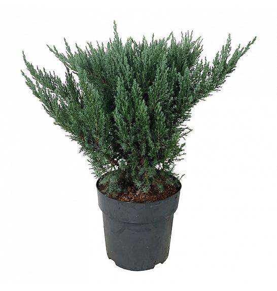 Juniperus pfitzeriana Blue Chiffon C7 Lit. 40-50 cm