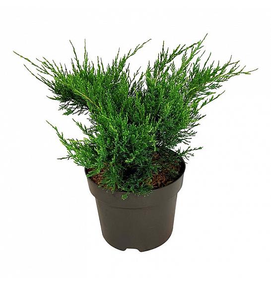 Juniperus pfitzeriana Mint Julep C7 Lit. 30-40 cm
