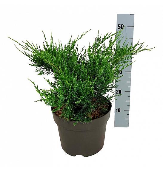 Juniperus pfitzeriana Mint Julep C7 Lit. 30-40 cm