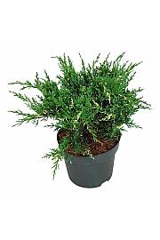 Juniperus pfitzeriana White Splash C7 Lit. 30-40 cm