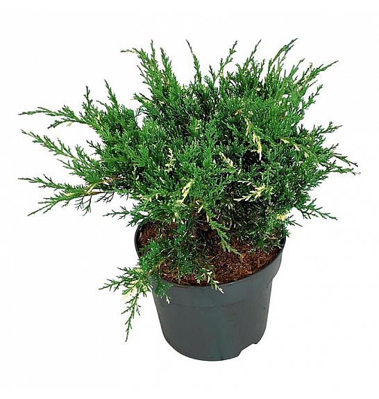 Juniperus pfitzeriana White Splash C7 Lit. 30-40 cm