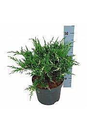 Juniperus pfitzeriana White Splash C7 Lit. 30-40 cm