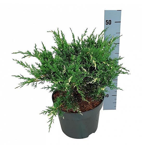 Juniperus pfitzeriana White Splash C7 Lit. 30-40 cm