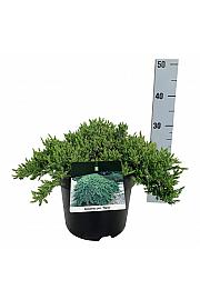 Juniperus procumbens Nana C7 Lit. 30-40 cm