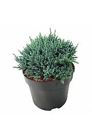 Juniperus squamata Tropical Blue C7 Lit. 25-30 cm