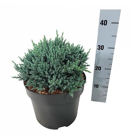 Juniperus squamata Tropical Blue C7 Lit. 25-30 cm