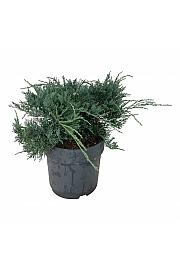 Juniperus virginiana Grey Owl C7 Lit. 30-40 cm