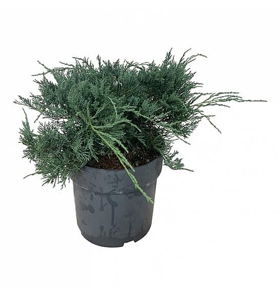 Juniperus virginiana Grey Owl C7 Lit. 30-40 cm