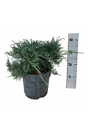 Juniperus virginiana Grey Owl C7 Lit. 30-40 cm