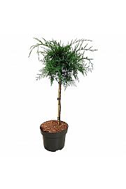 Juniperus virginiana Grey Owl C5 Lit. Na steblu 40 cm