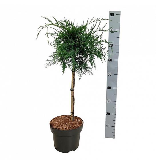 Juniperus virginiana Grey Owl C5 Lit. Na steblu 40 cm