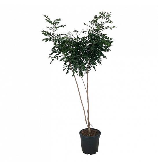 Koelreuteria paniculata C30 Lit. 175-200 extra