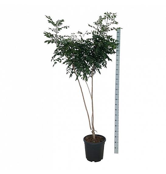 Koelreuteria paniculata C30 Lit. 175-200 extra