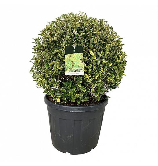 Ligustrum ovalifolium Aureum C90 Lit. 80-90 cm Krogla extra