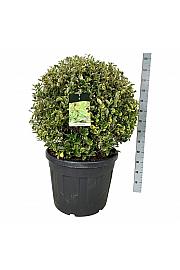 Ligustrum ovalifolium Aureum C90 Lit. 80-90 cm Krogla extra
