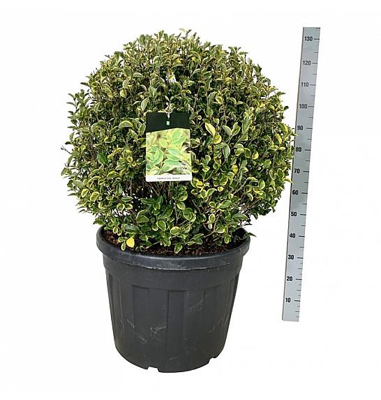 Ligustrum ovalifolium Aureum C90 Lit. 80-90 cm Krogla extra