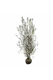 Ligustrum vulgaris Atrovirens bala 200-225 cm