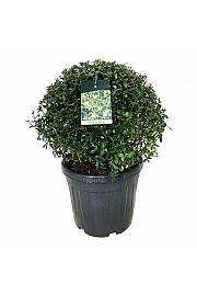 Ligustrum vulgaris Atrovirens C45 Lit. 60-70 cm Krogla extra