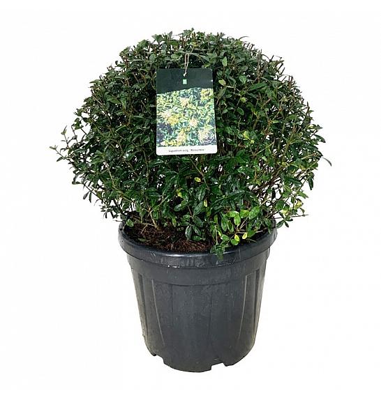 Ligustrum vulgaris Atrovirens C45 Lit. 60-70 cm Krogla extra