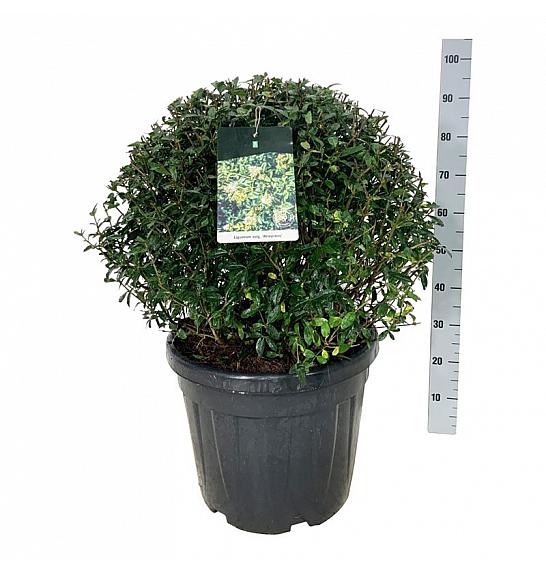 Ligustrum vulgaris Atrovirens C45 Lit. 60-70 cm Krogla extra