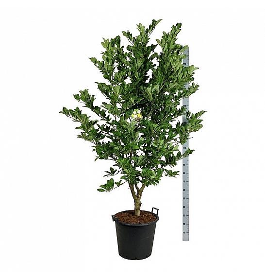 Magnolia loebneri Wildcat C55 Lit. 175-200 cm extra