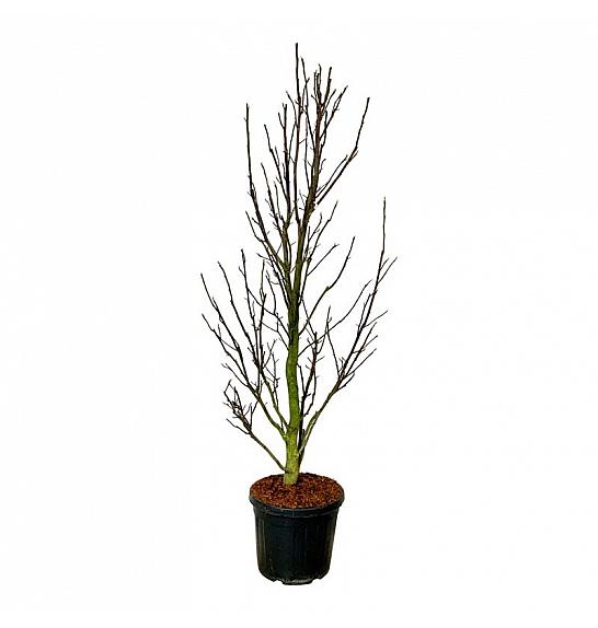 Magnolia Sentinel C55 Lit. 200-225 cm extra