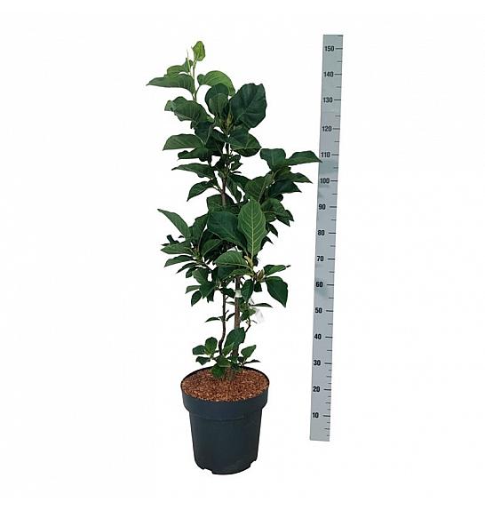 Magnolia soulangeana Cameo C15 Lit. 80-100 cm