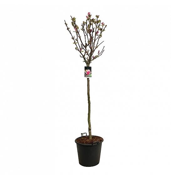 Magnolia soulangeana Satisfaction C55 Lit. Na steblu 120 cm extra