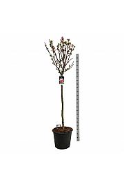Magnolia soulangeana Satisfaction C55 Lit. Na steblu 120 cm extra