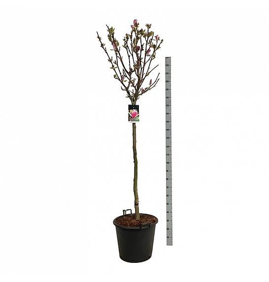 Magnolia soulangeana Satisfaction C55 Lit. Na steblu 120 cm extra